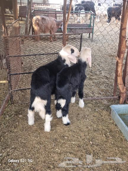 طليان نجد للبيع64386850177922112