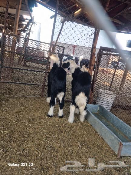 طليان نجد للبيع64386850177922111