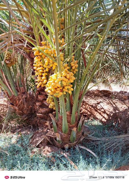 يوجد لدينا 24نخله فسايل البيع مكه بسعر مناسب64385705017091111