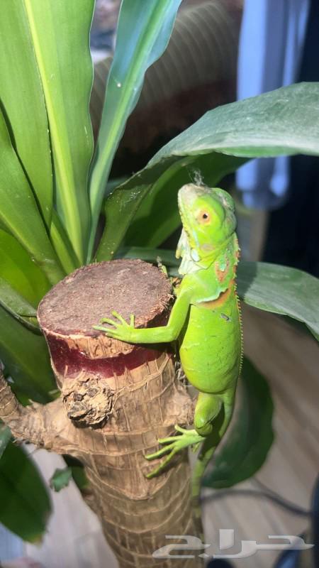 Beautiful and unique reptile enthusiasts for sale iguana64380025348993112