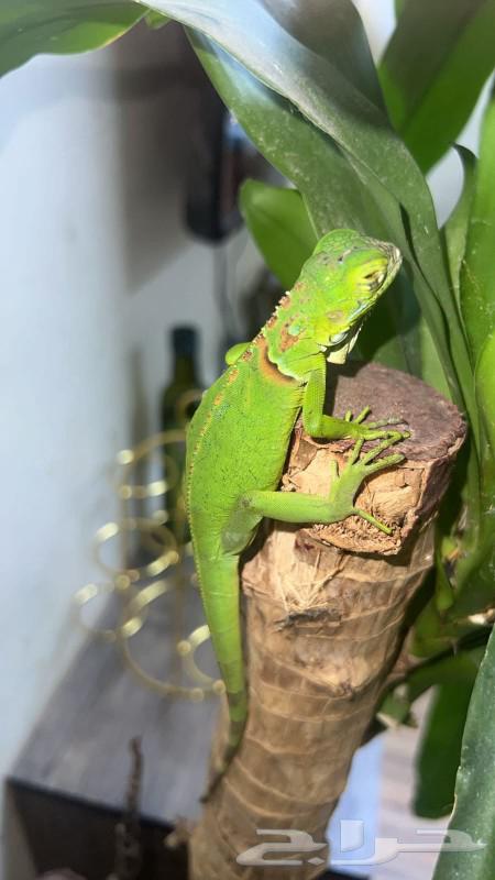 Beautiful and unique reptile enthusiasts for sale iguana64380025348993110