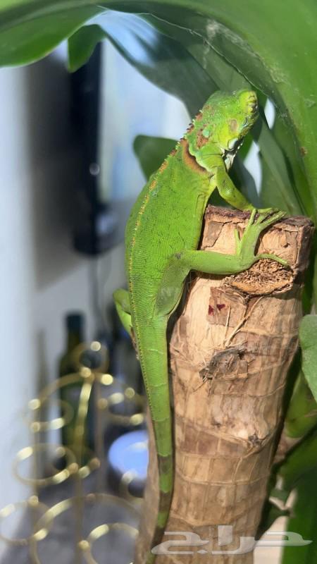 Beautiful and unique reptile enthusiasts for sale iguana64380025348993111