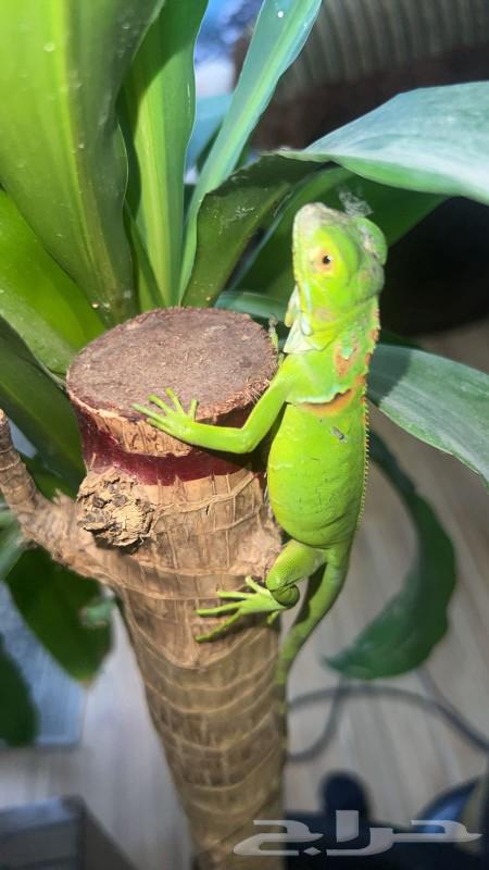 Beautiful and unique reptile enthusiasts for sale iguana64380025348993114