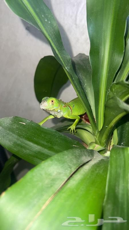 Beautiful and unique reptile enthusiasts for sale iguana64380025348993113