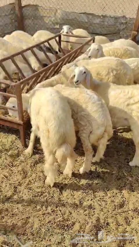 خرفان ورخال للبيع العدد 25 والعمر 4 شهور64382500561537110