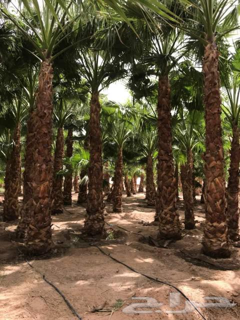 يوجد للبيع نخل واشنطني للاستفسار واتساب   053 143 553664381754302977110