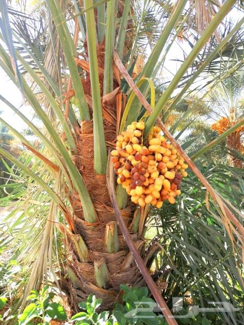 Palm trees for sale, Jathayth, Fasail, Saqie and Khalas braided palm trees, Sari Dakhini, Sultans64385635063811110