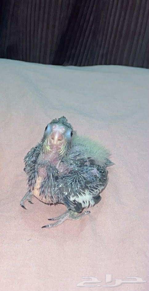 فرخ كروان64379064826625110