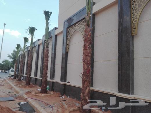 يوجد للبيع نخل واشنطني للاستفسار واتساب   053 143 553664381754302977114