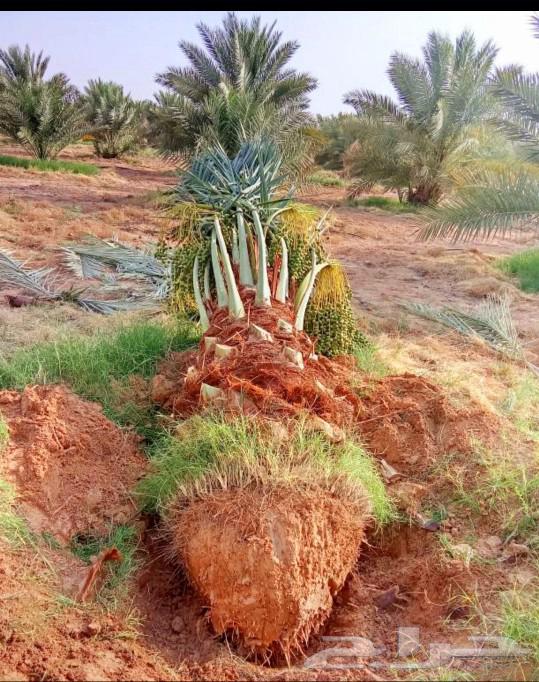 Fruit-bearing palm, Gathaith, Fasail, Naqil, Ikhlas, Sukkari, Barhi, Saggai, Shishi, Hilali64383650186498112