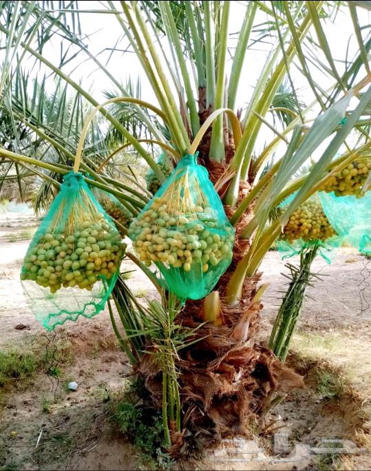 Fruit-bearing palm, Gathaith, Fasail, Naqil, Ikhlas, Sukkari, Barhi, Saggai, Shishi, Hilali64383650186498111