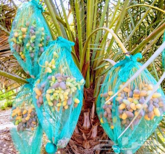Fruit-bearing palm, Gathaith, Fasail, Naqil, Ikhlas, Sukkari, Barhi, Saggai, Shishi, Hilali64383650186498110