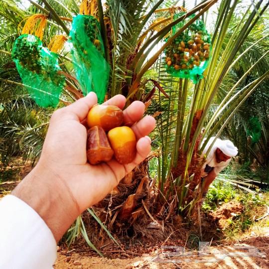 نخل مثمر للبيع الخرج وخارج الرياض مثمر جثايث نقايل منوعه طيب64377461951746112