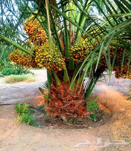 Fruit-bearing palm, Gathaith, Fasail, Naqil, Ikhlas, Sukkari, Barhi, Saggai, Shishi, Hilali64383650186498113