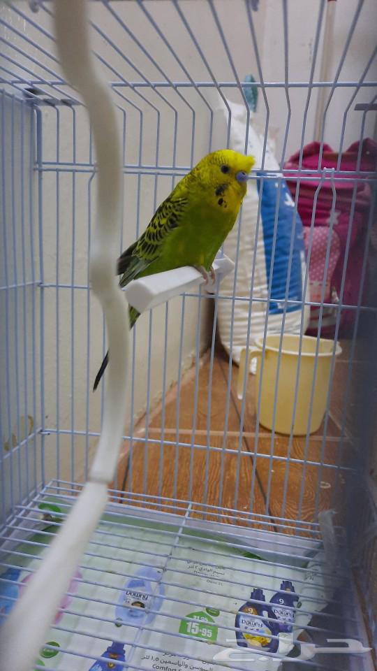 بادجي نص اليف يطلع علي اليد64381630230786111