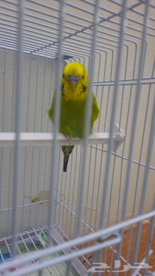 بادجي نص اليف يطلع علي اليد64381630230786112