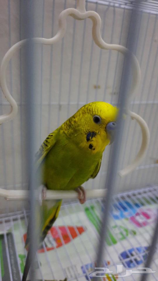 بادجي نص اليف يطلع علي اليد64381630230786110