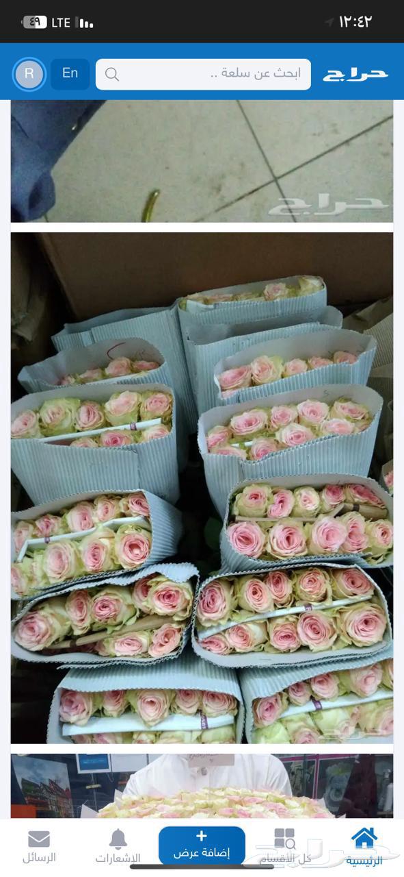 فل ورد64383428336643113