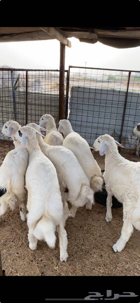 طليان للبيع الراشديه خلف مشاهير دبي64388922204419111