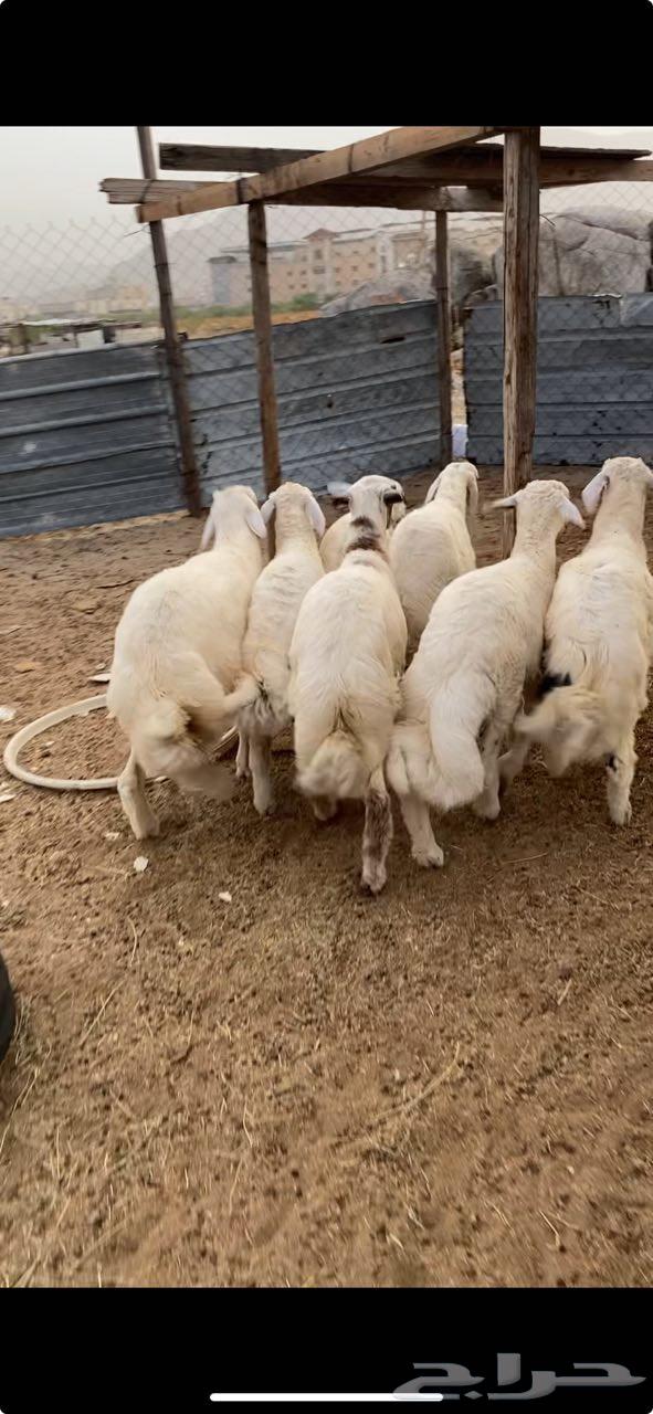 طليان للبيع الراشديه خلف مشاهير دبي64388922204419110