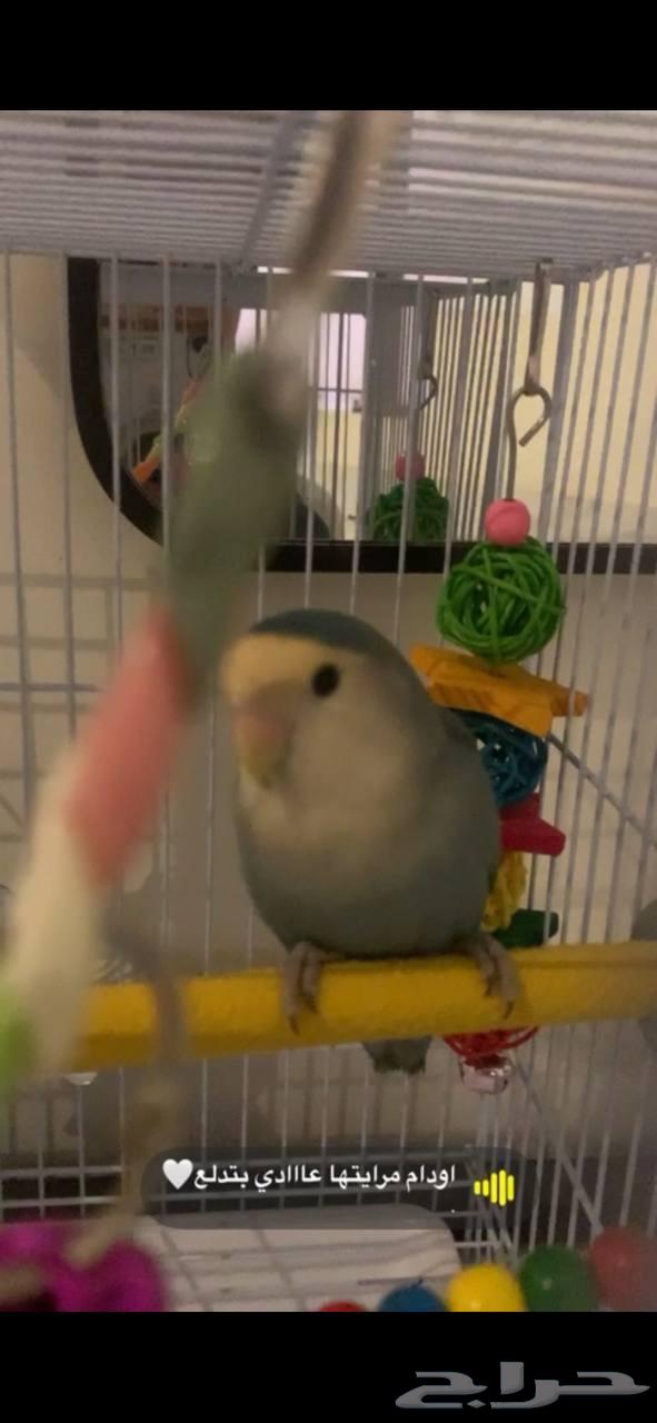 للبيع عصفور روز أبيض أليف64379718183425112