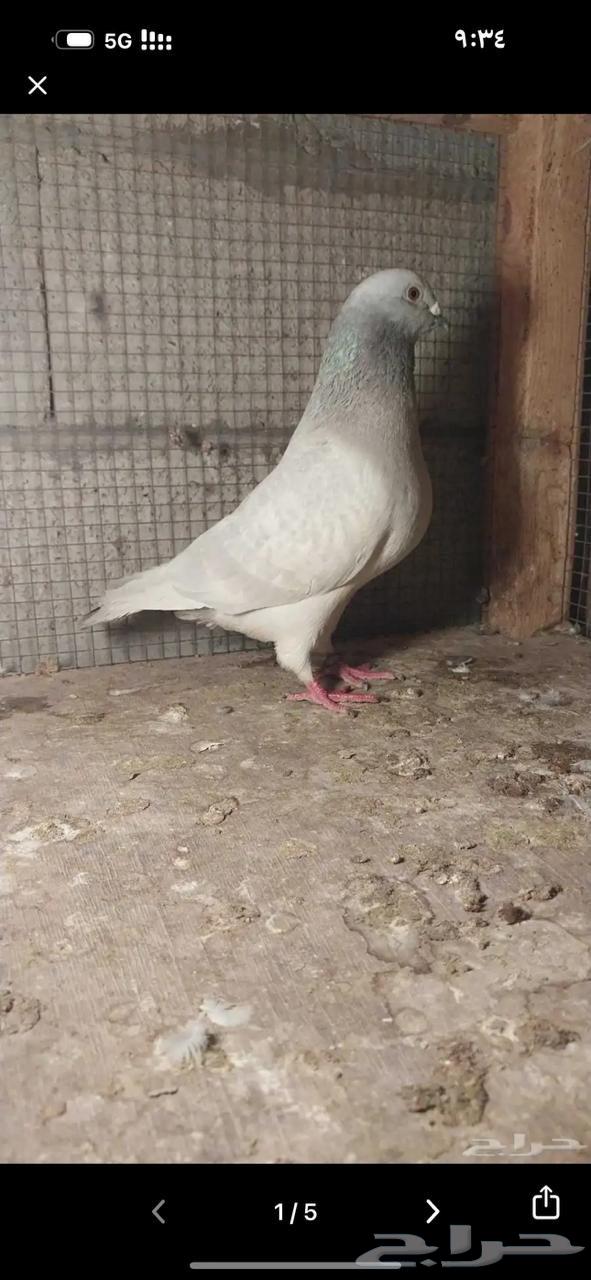 للبيع زاجل64380765029121113