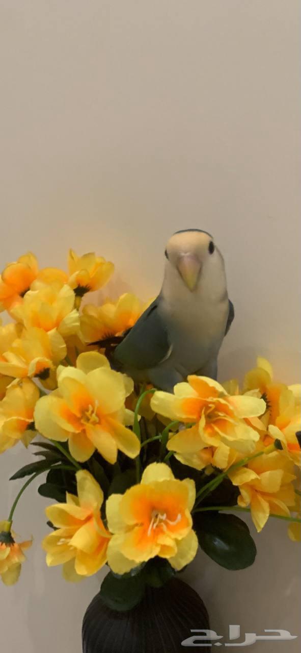 للبيع عصفور روز أبيض أليف64379718183425111