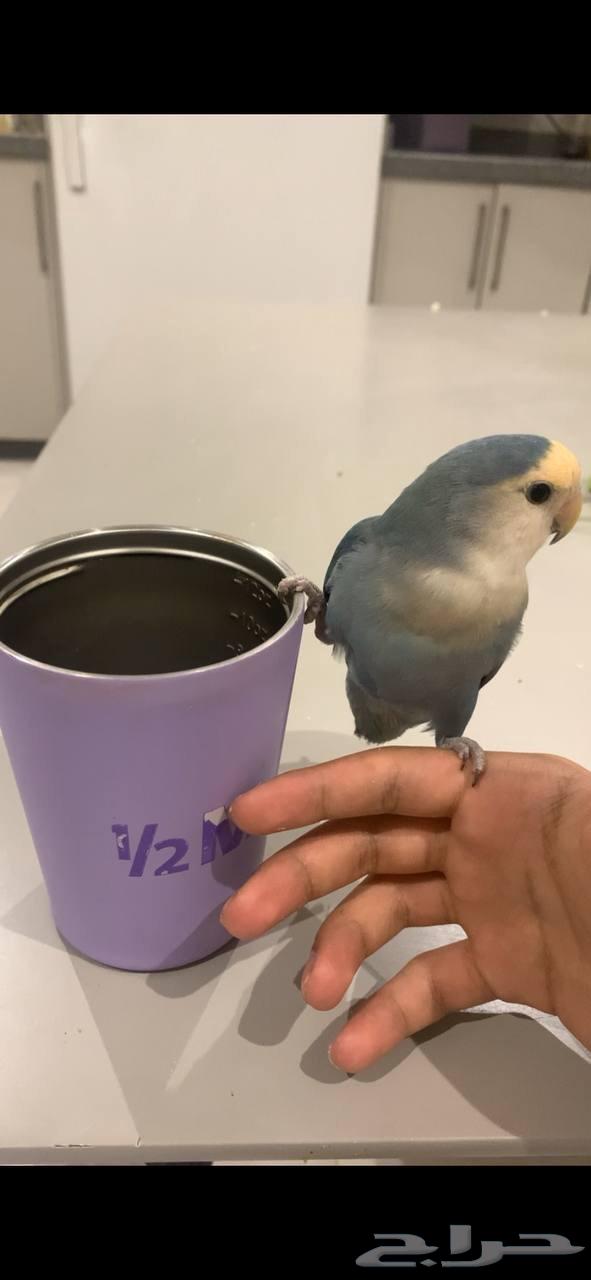 للبيع عصفور روز أبيض أليف64379718183425110