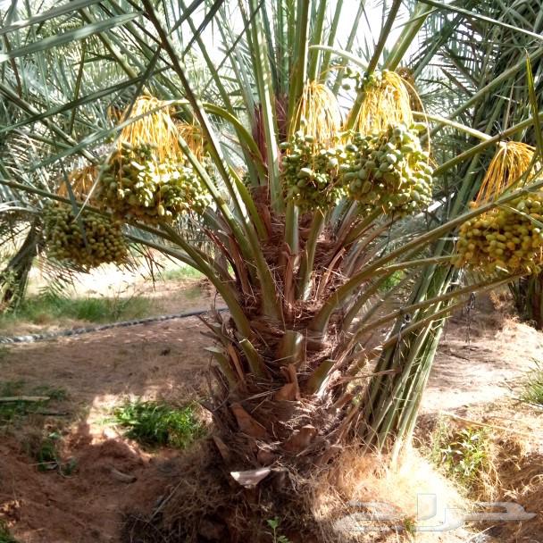 نخل مثمر للبيع الخرج وخارج الرياض مثمر جثايث نقايل منوعه طيب64377461951746111