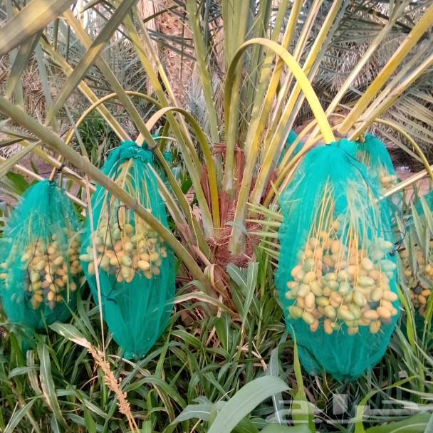 نخل مثمر للبيع الخرج وخارج الرياض مثمر جثايث نقايل منوعه طيب64377461951746110