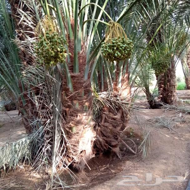نخل مثمر للبيع الخرج وخارج الرياض مثمر جثايث نقايل منوعه طيب64377461951746114