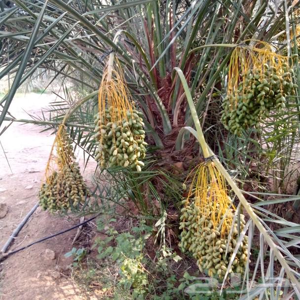 نخل مثمر للبيع الخرج وخارج الرياض مثمر جثايث نقايل منوعه طيب64377461951746113