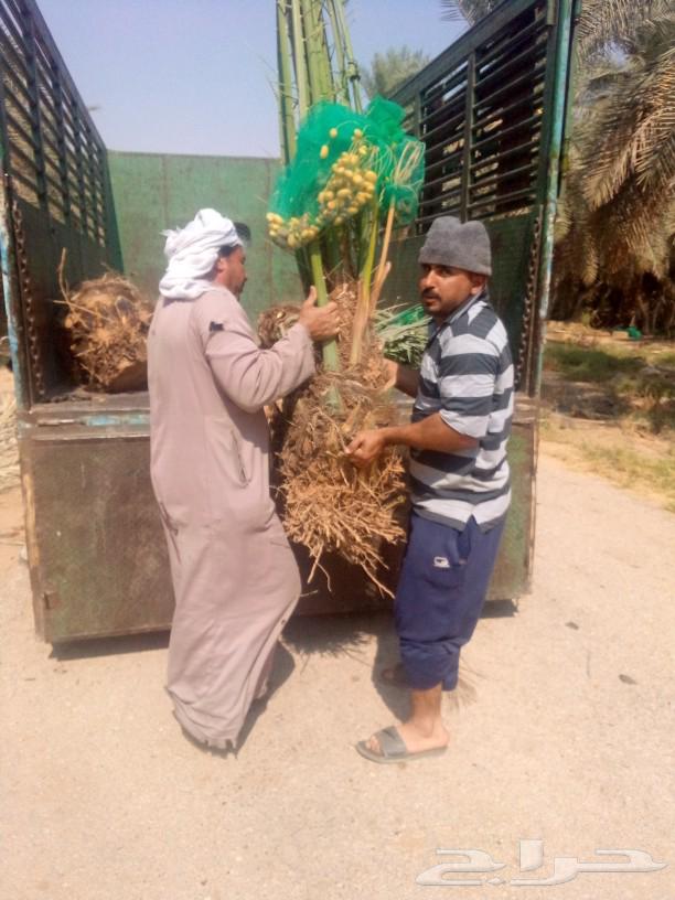 نخل مثمر للبيع نخيل اخلاص سكري صقعي هلالي مجدول سلج سلاطين64388301147011114