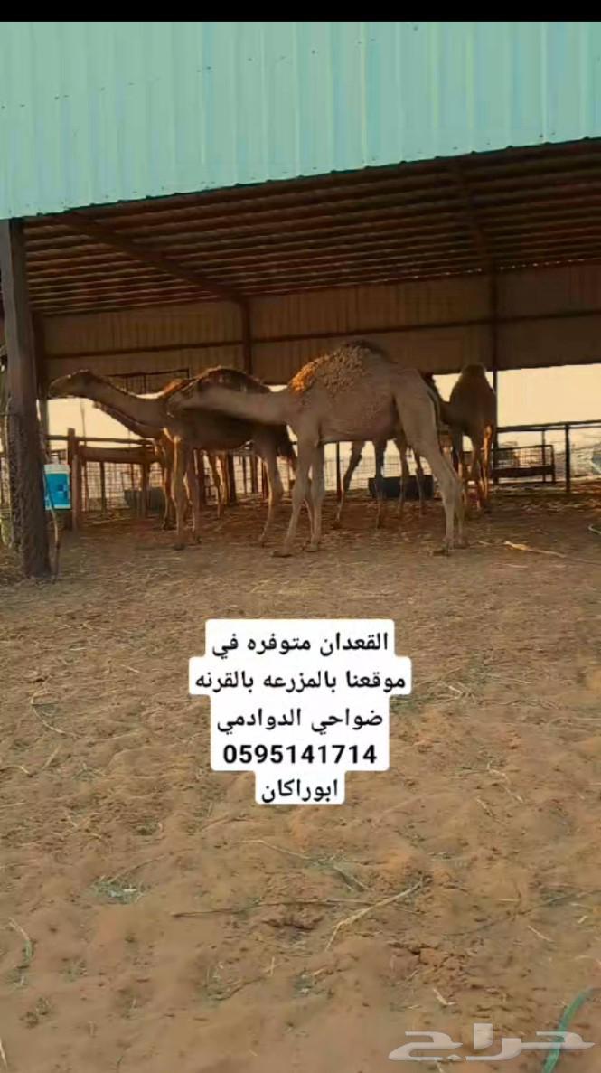 Al-Qa'adan is available64388218117763110