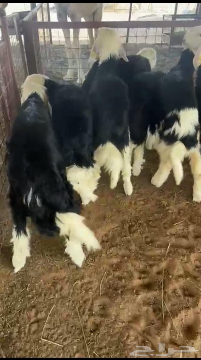 High-quality Najdi sheep64380449141377111