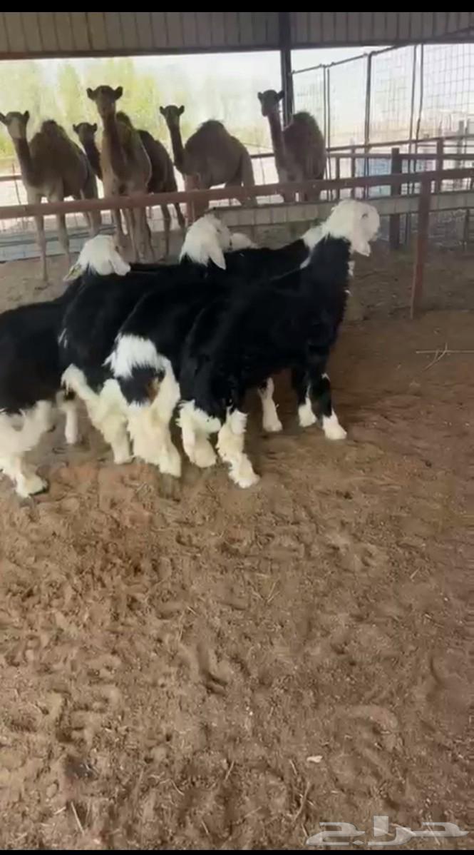 High-quality Najdi sheep64380449141377110