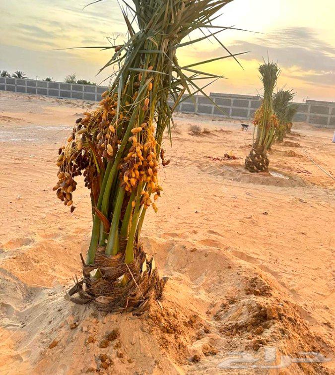 نخل للبيع الرياض القصيم جده شقراء الحوطه نخيل جميع لأنواع64390402588929110