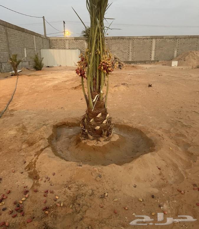 نخل للبيع الرياض القصيم جده شقراء الحوطه نخيل جميع لأنواع64390402588929111