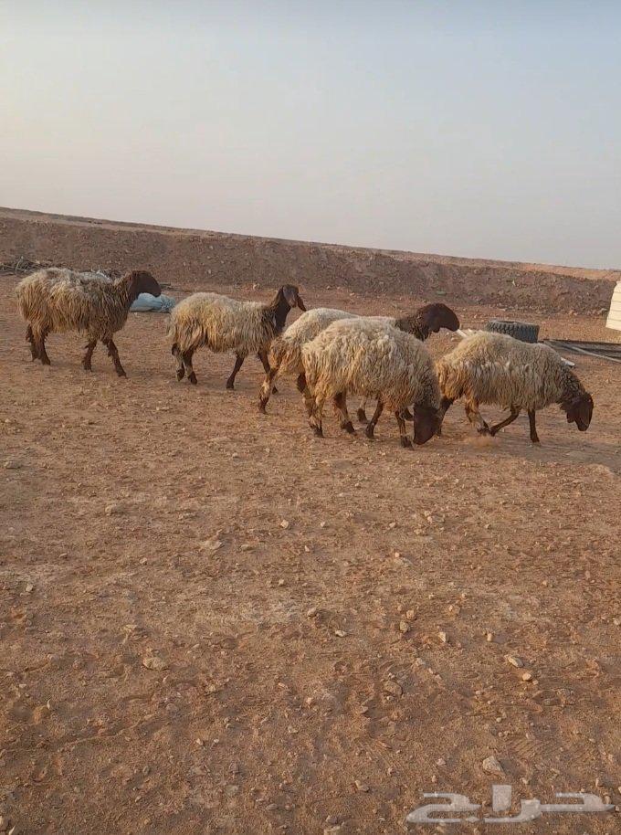 غنم نعيم فاخره64383455460226110