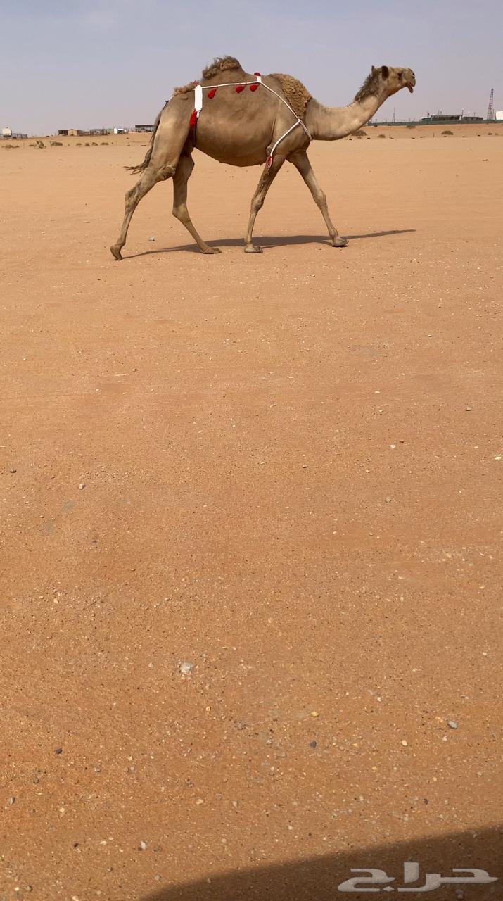 For sale, excellent camel with elevator64383664119939110