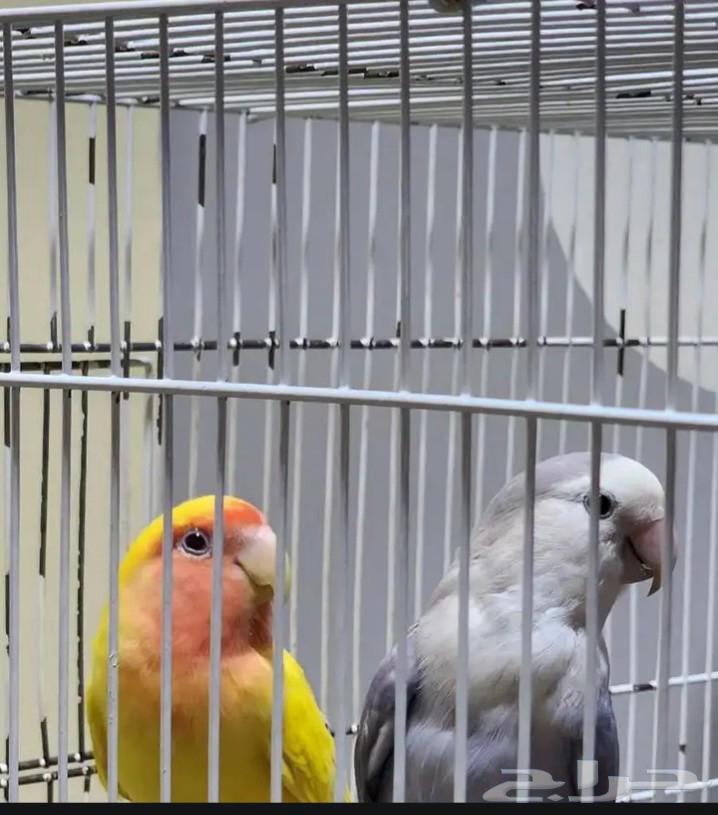 للبيع جوز روز منتج وقريب انتاج64390775171585110