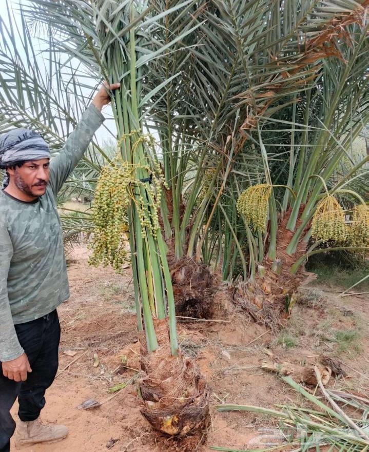 Fruit-bearing palm trees for sale, Nakheel Jathayth, Khalas, Sogai, Majdool, Hilali, Barhi, Sallaj, Roothana, Shahal64389764365442114