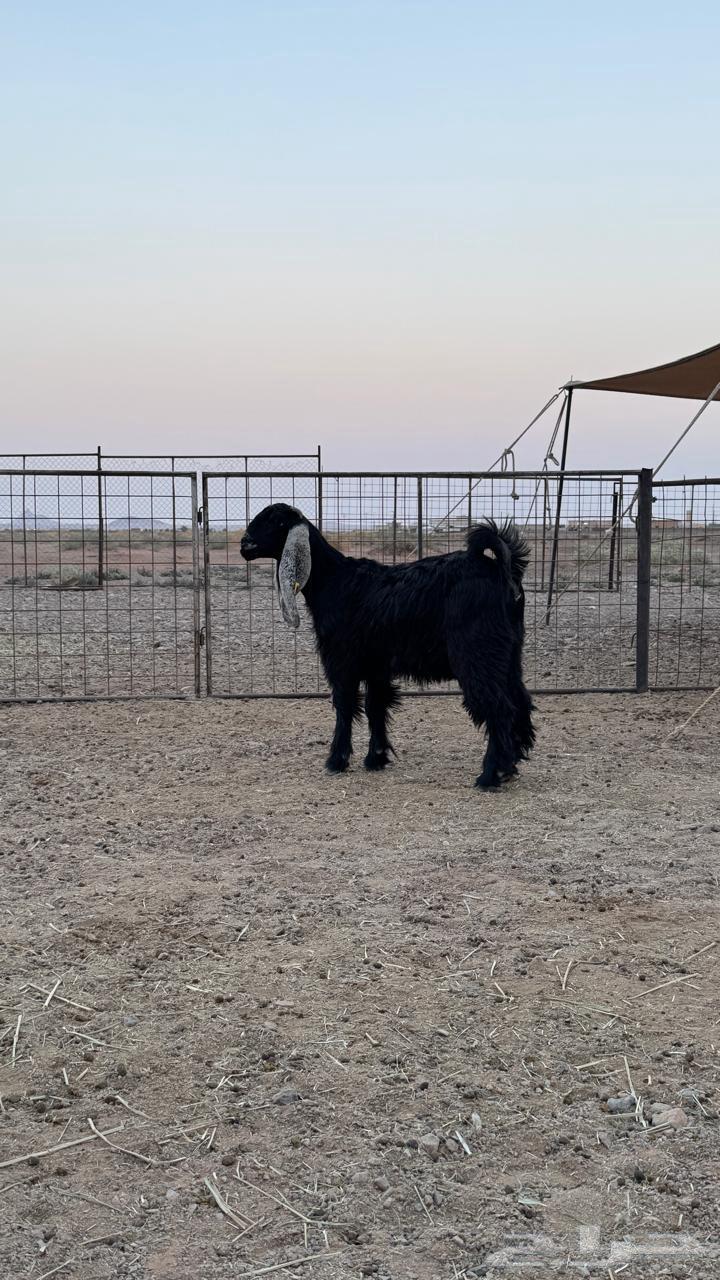 Hello and may the mercy and blessings of God be upon you, selling mare foals from a single stud farm64380374031874113