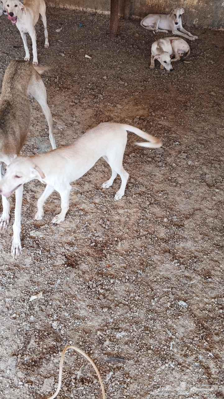 جراوي سلقان للبدل او للبيع64381671538435111