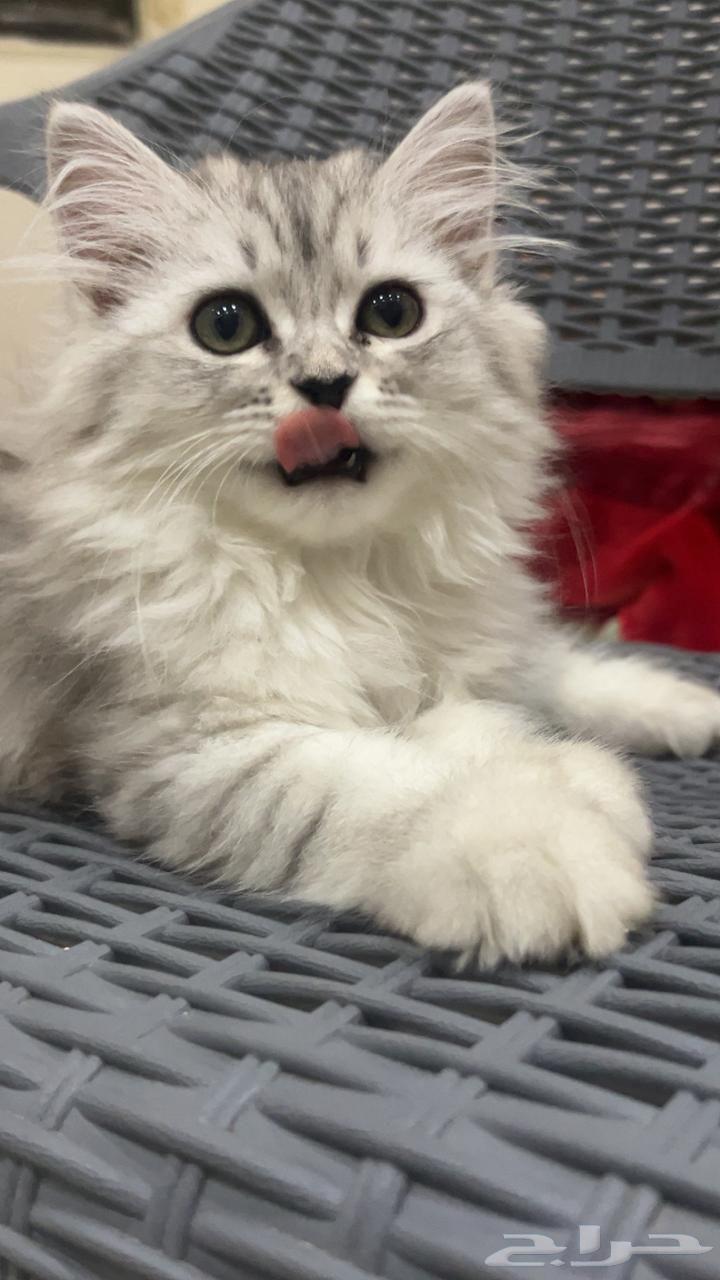 قط كاتين شرازي انثى64388371612033111