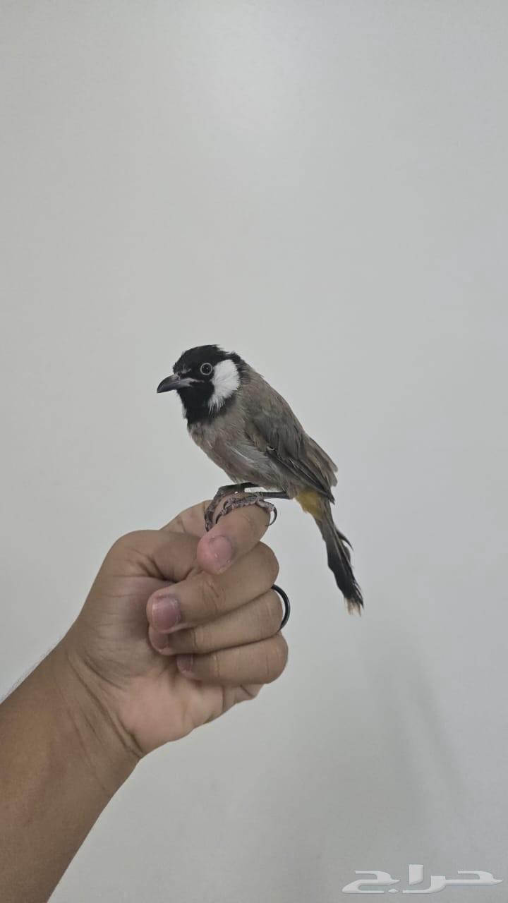 بلبل بلبول حساوي64391292202883113