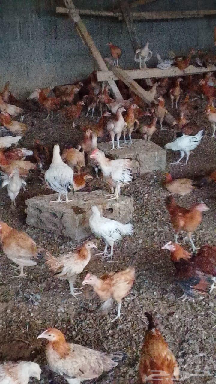 دجاج بلدي بشاير الوان فواتح64383981273473111
