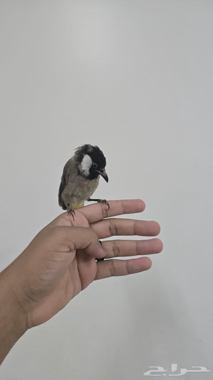 بلبل بلبول حساوي64391292202883114