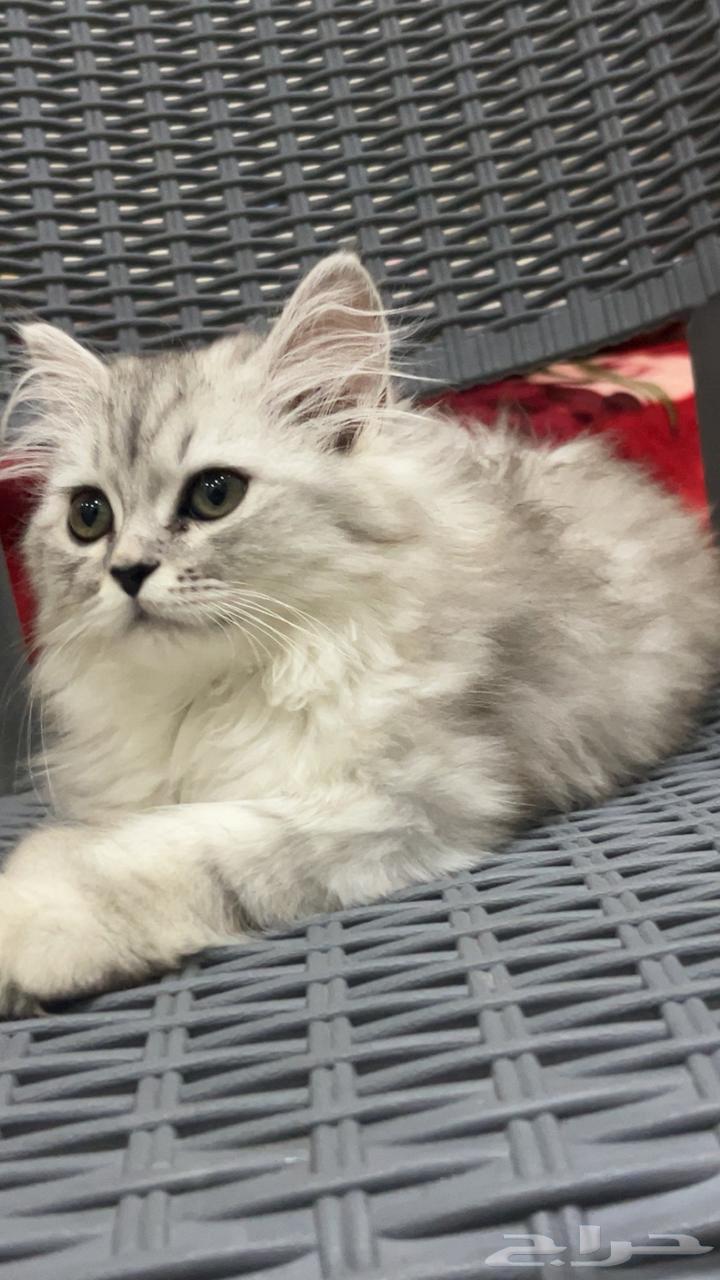 قط كاتين شرازي انثى64388371612033112