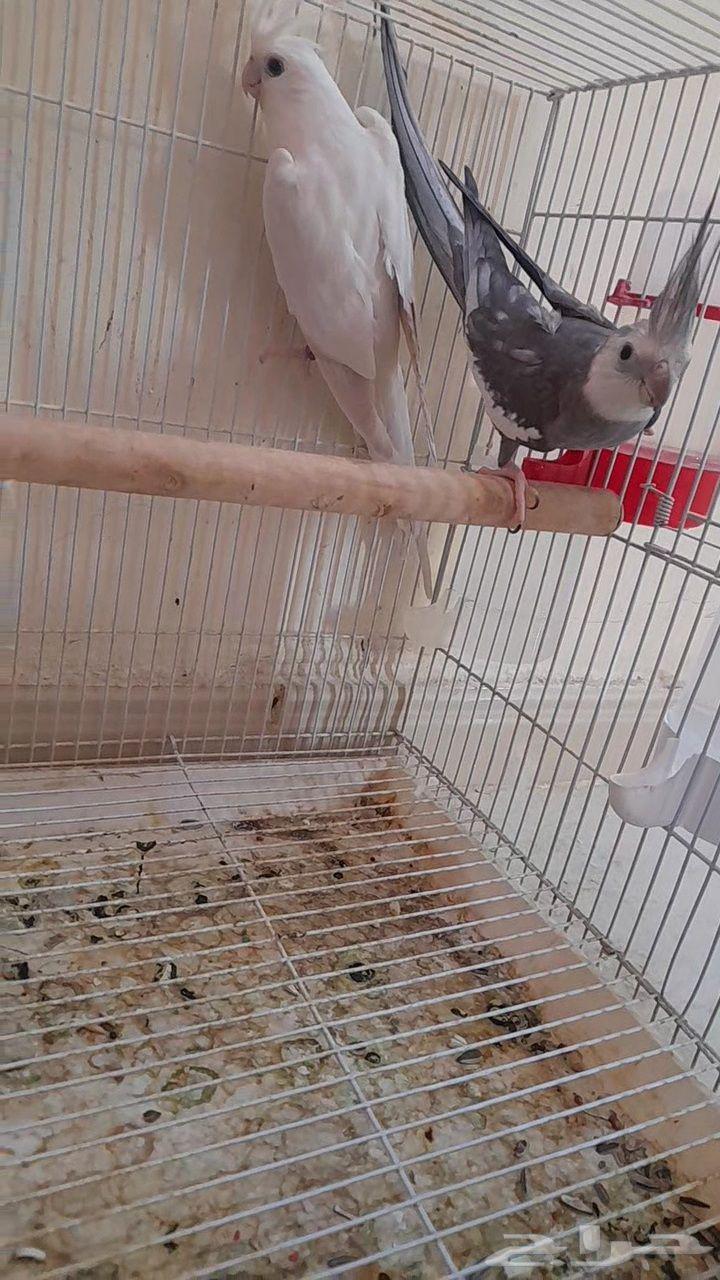 كروان منتج للبيع64385998082435110